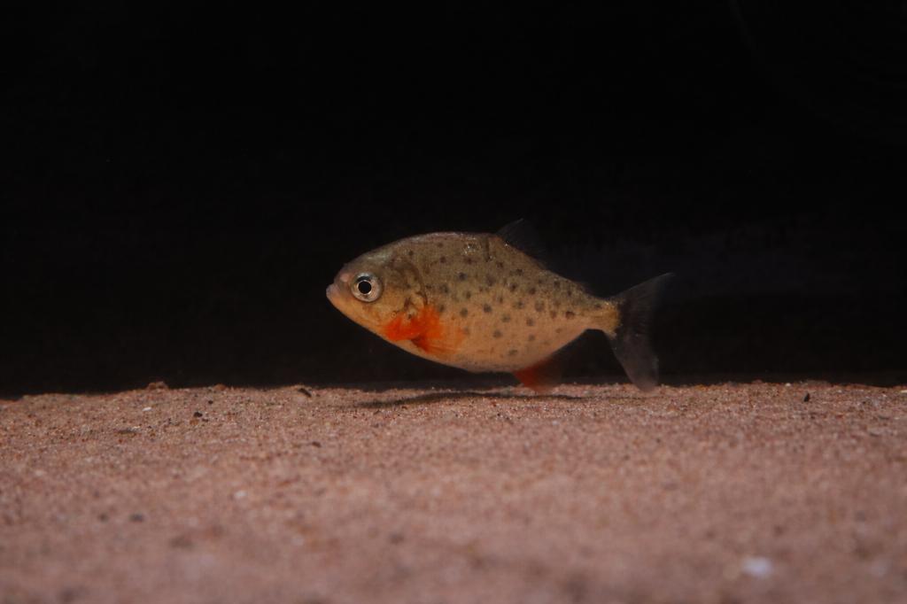 Roodbuik Piranha – Pygocentrus nattereri, Dieren en Toebehoren, Vis, Zoetwatervis, Schoolvis