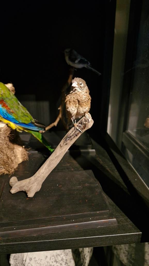 Opgezette Vink op Tak, lage prijs, Ophalen of Verzenden