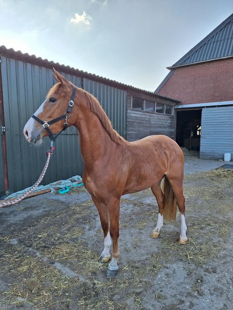 ‼️TE KOOP GEZOCHT‼️, Dieren en Toebehoren, Merrie