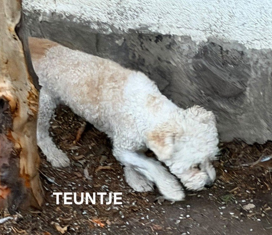 Teuntje zoekt baasje, Dieren en Toebehoren, Poedel, Particulier, Reu, 1 tot 2 jaar