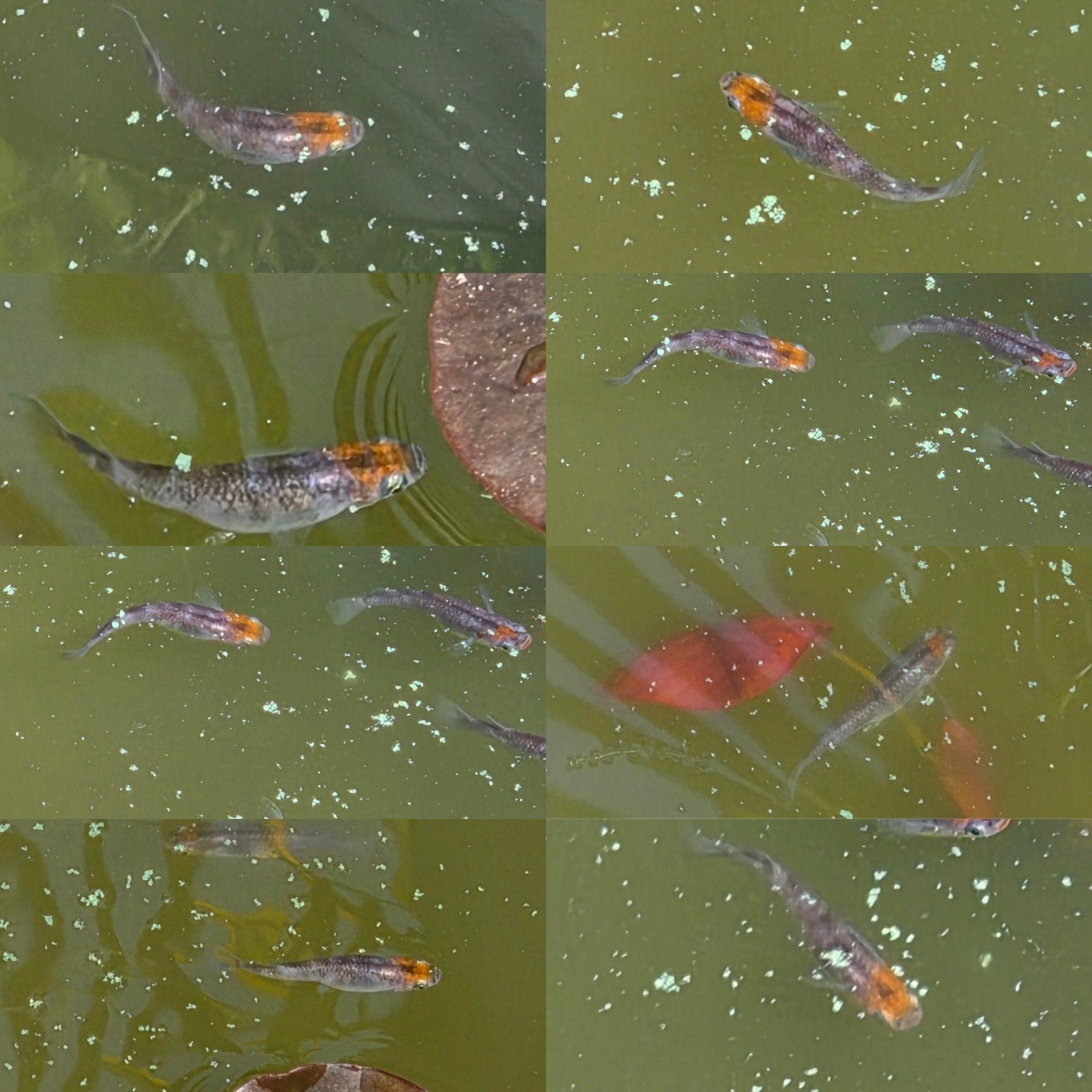 Medaka Japanse Rijstvis - White Black red head lame eitjes, Dieren en Toebehoren