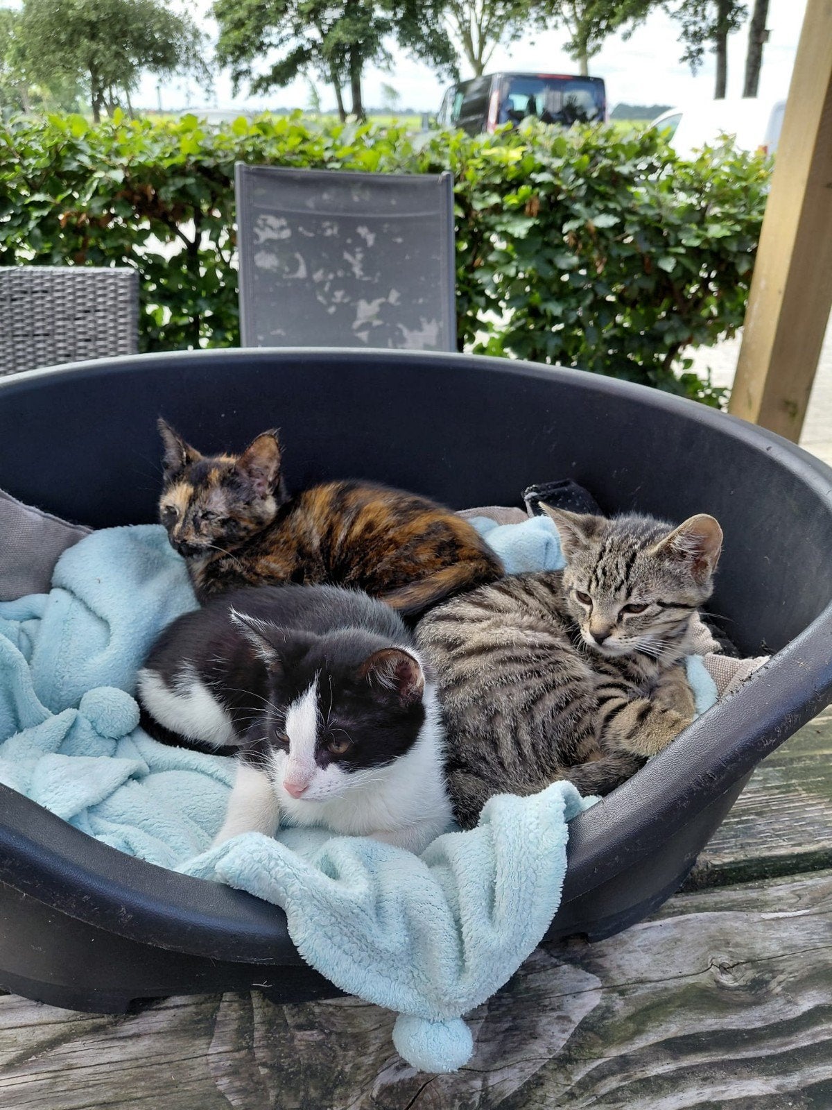 4 mooie kittens, Meerdere dieren