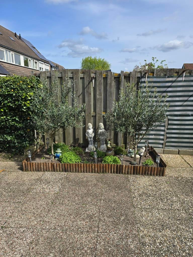 Mooie gezonde olijvenbomen twee stuks, Tuin en Terras, Planten | Bomen, Ophalen, Overige soorten, 100 tot 250 cm