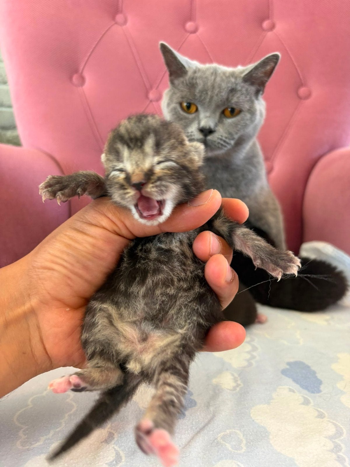 Kittens, Meerdere dieren