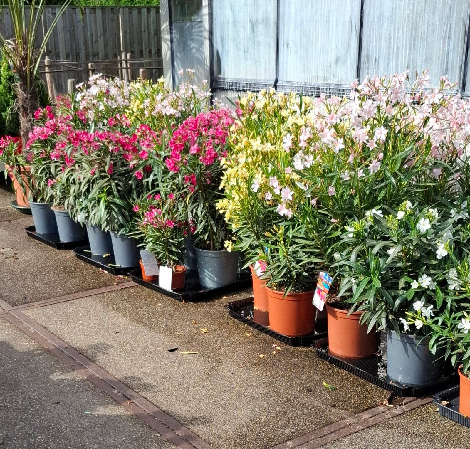 Oleander verschillende kleuren., Ophalen, Overige soorten, Volle zon