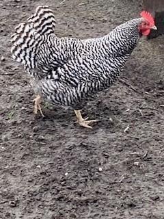 Kruising Amrock x groenlegger, mooie broedeieren, Dieren en Toebehoren, Pluimvee, Geslacht onbekend, Kip