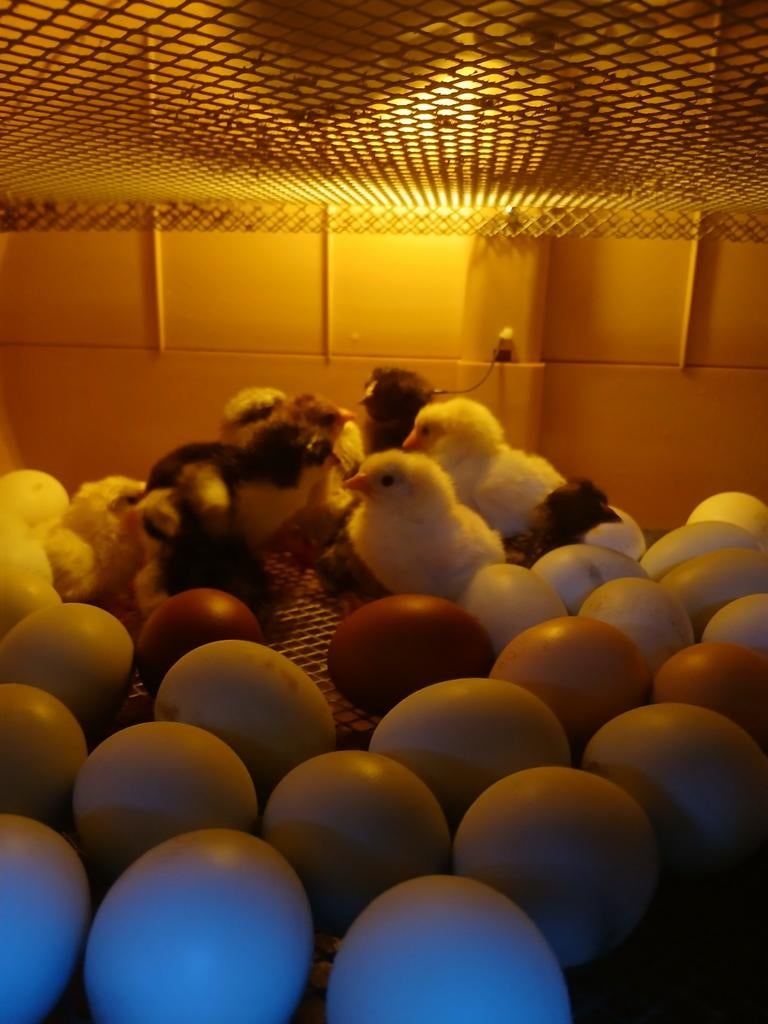 40 Kleurlegger kuikens, Dieren en Toebehoren, Pluimvee, Kip, Meerdere dieren