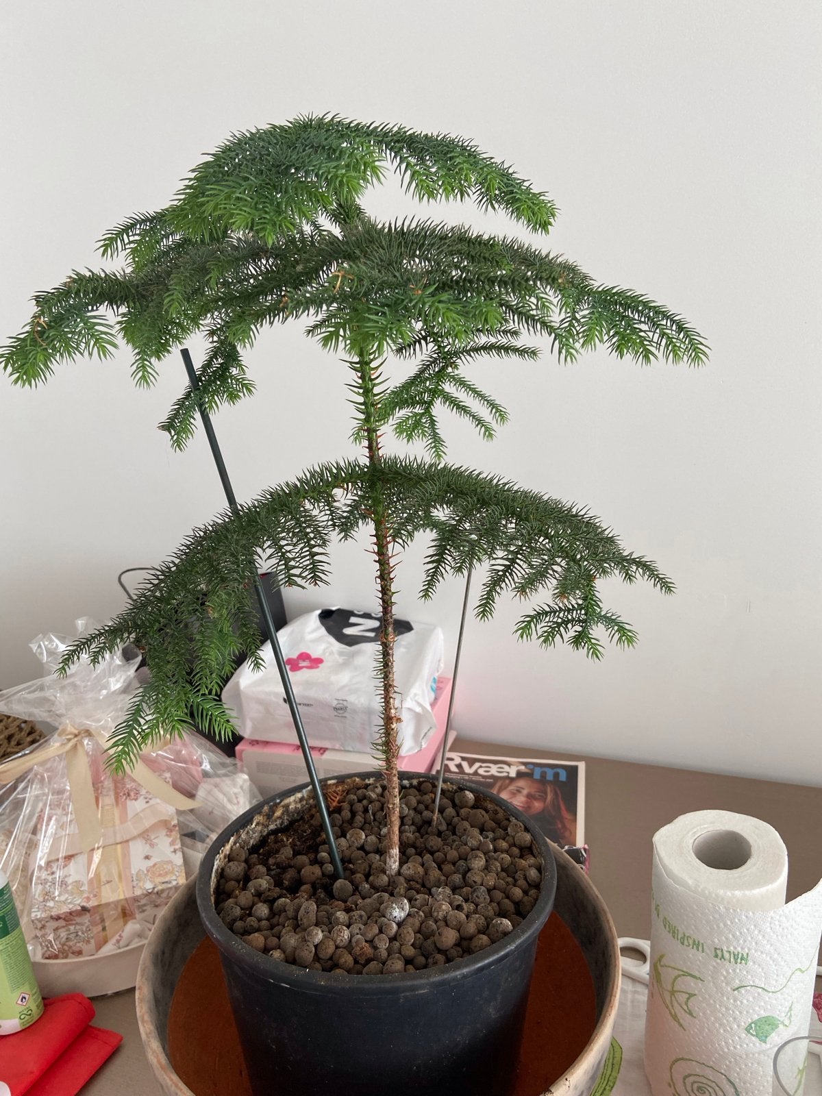 Twee kamerplanten: Araucaria en Schefflera, Ophalen, 100 tot 150 cm, Overige soorten, Halfschaduw