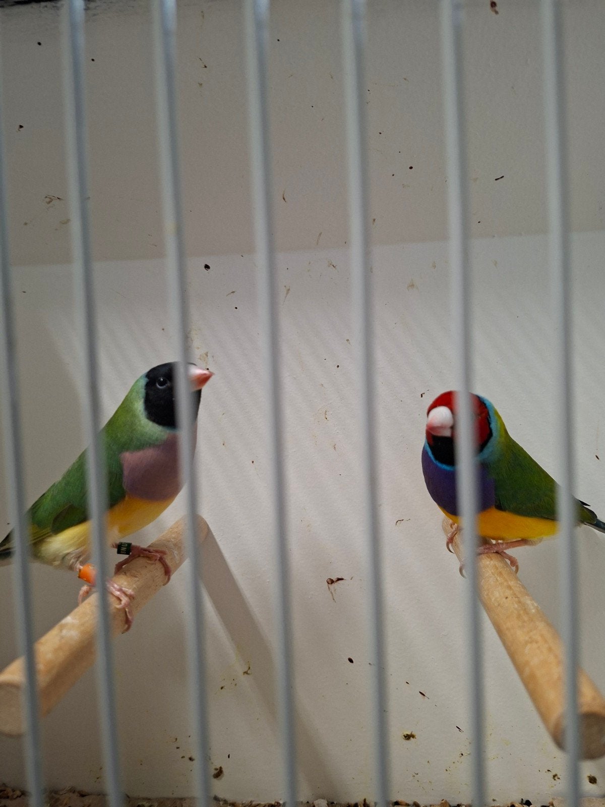 gould goulds amadinne, Meerdere dieren, Tropenvogel, Geringd