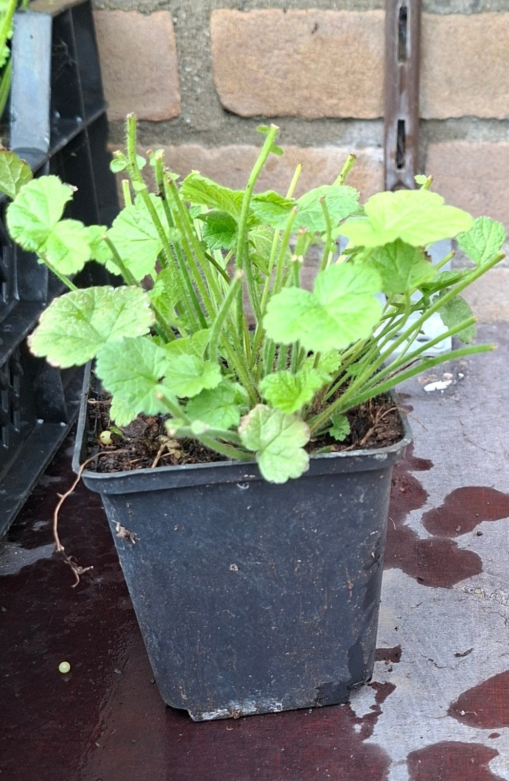 Geum Rivale Knikkend Nagelkruid vaste plant P9, Tuin en Terras, Ophalen, Vaste plant, Overige soorten, Volle zon