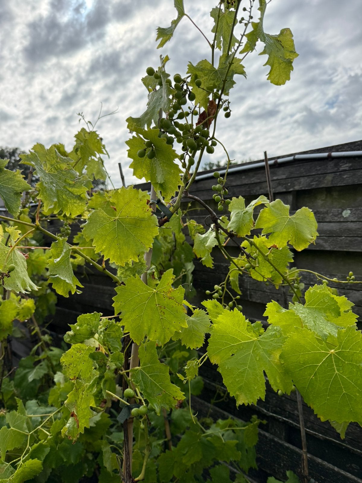 Blauwe druiven voor de hand italiaanse import lange planten, Ophalen, Volle zon, Vaste plant, Zomer