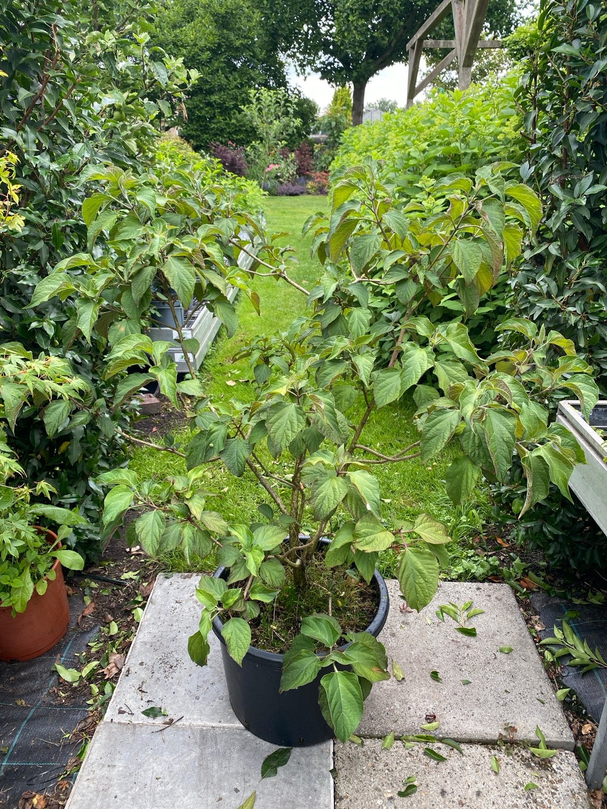 Cleodendron pindakaasboom - Unieke en geurige plant, Tuin en Terras, Vaste plant, Halfschaduw, Zomer, Ophalen