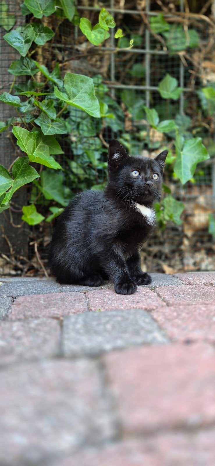 Prachtige kitten opzoek naar een nieuw baasje, Poes
