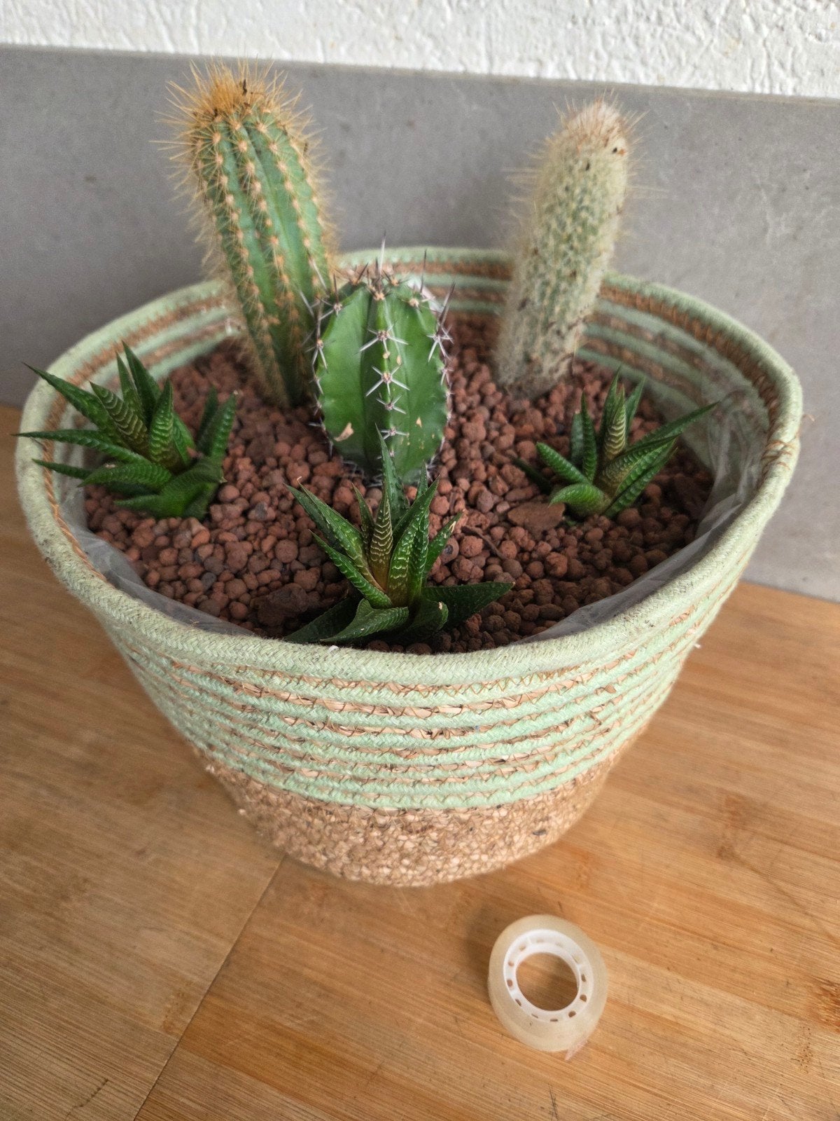 leuk cactus arrangement in grote mand, Ophalen, Halfschaduw, Minder dan 100 cm, In pot