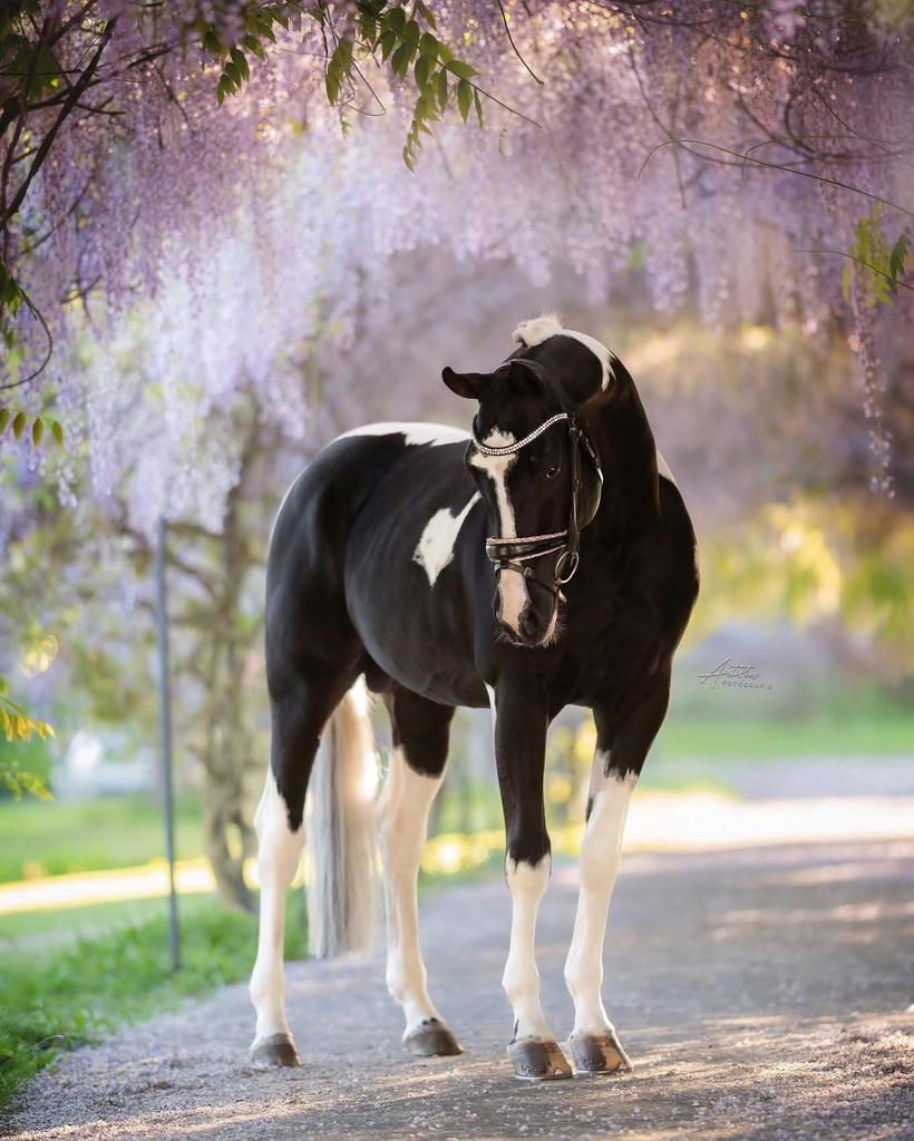 Allrounder homozygoot tobiano bonte pinto ter dekking, Hengst