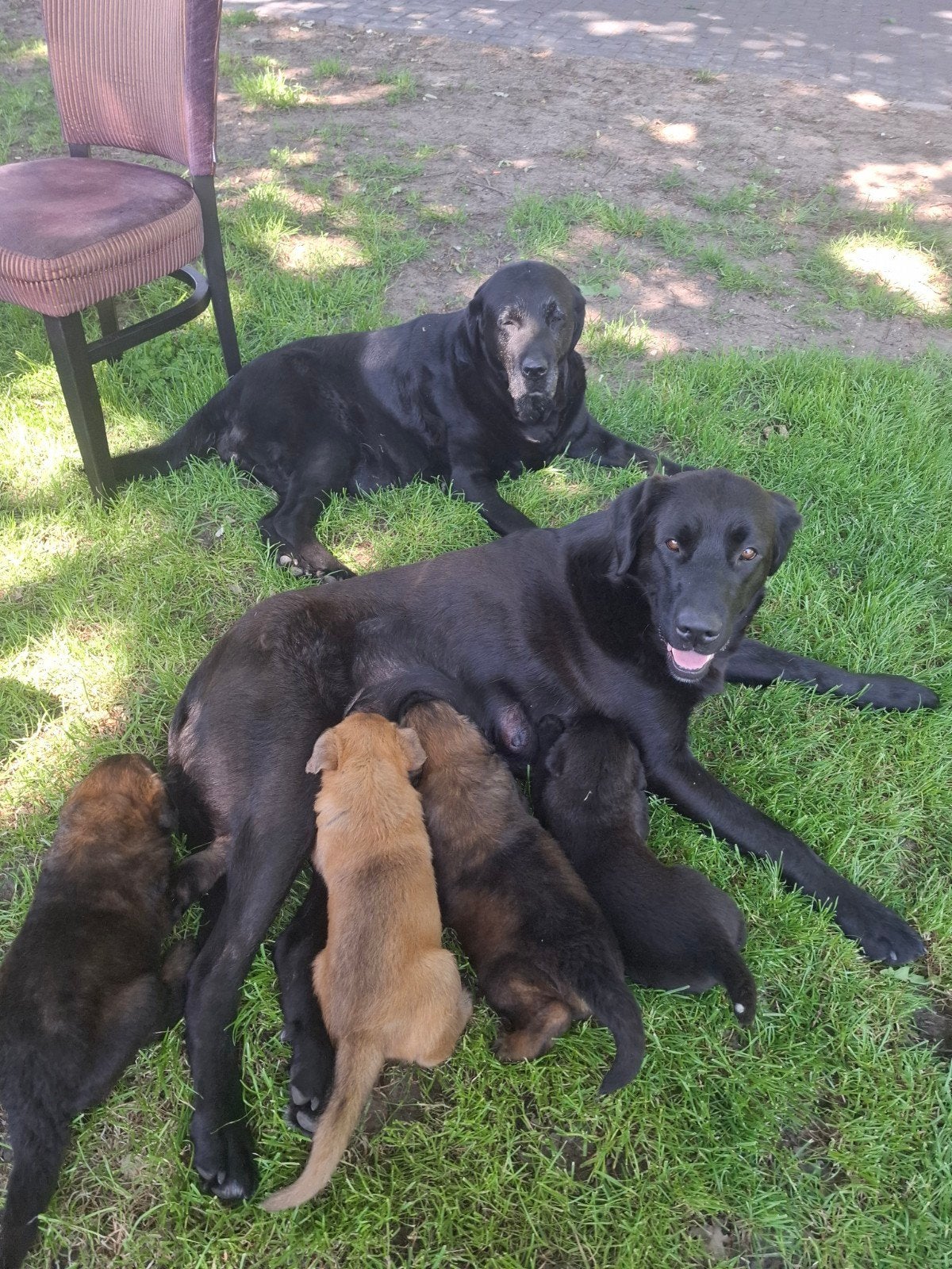 Leonberger labrador, Dieren en Toebehoren, 8 tot 15 weken, Labrador retriever, Parvo, Meerdere
