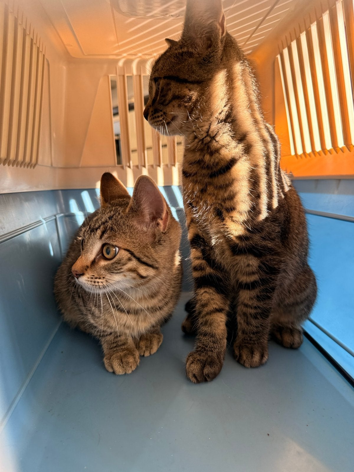 Twee speelse katertjes van 5 maanden, Dieren en Toebehoren, Kater, Kortharig, 0 tot 2 jaar