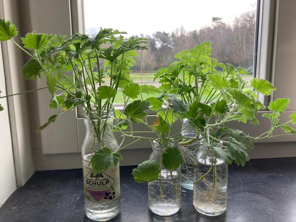 Citroengeranium/ pelargonium graveolens stekjes te koop, Huis en Inrichting, Kamerplanten, Ophalen of Verzenden, Halfschaduw, Minder dan 100 cm