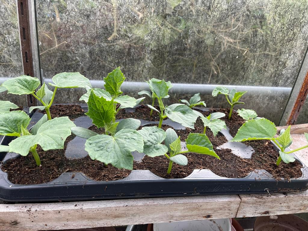 10 Komkommerplanten - Klaar voor volle grond of kas, Ophalen, Volle zon, Groenteplanten, Eenjarig