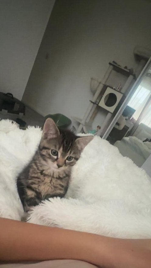 Katertje, Kater, Kortharig, 0 tot 2 jaar