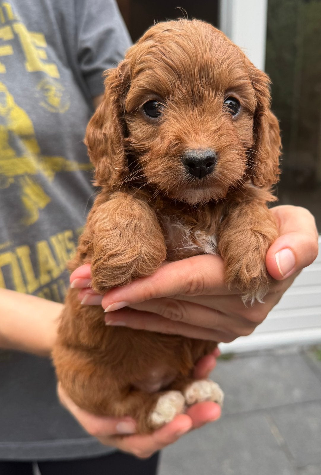 Cavapoo pups Hypoallergeen gezondheid getest mogen weg, Nederland, Parvo, Overige rassen, 8 tot 15 weken