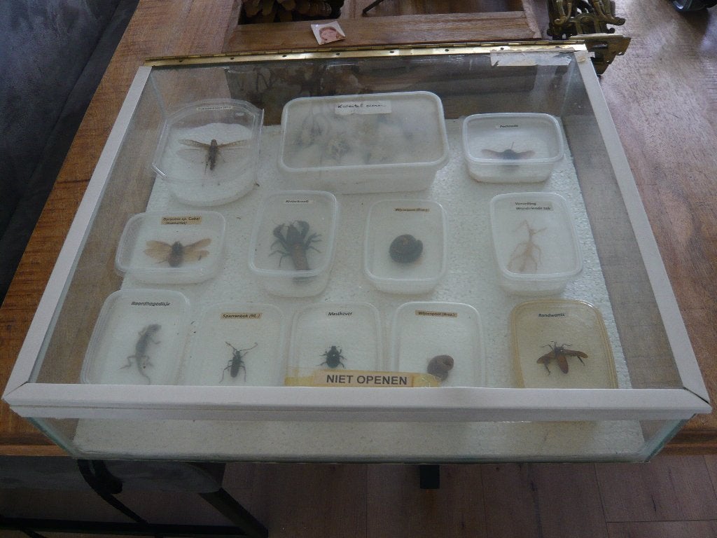 opgezette insecten, Ophalen of Verzenden, Zo goed als nieuw, Vogel, Opgezet dier