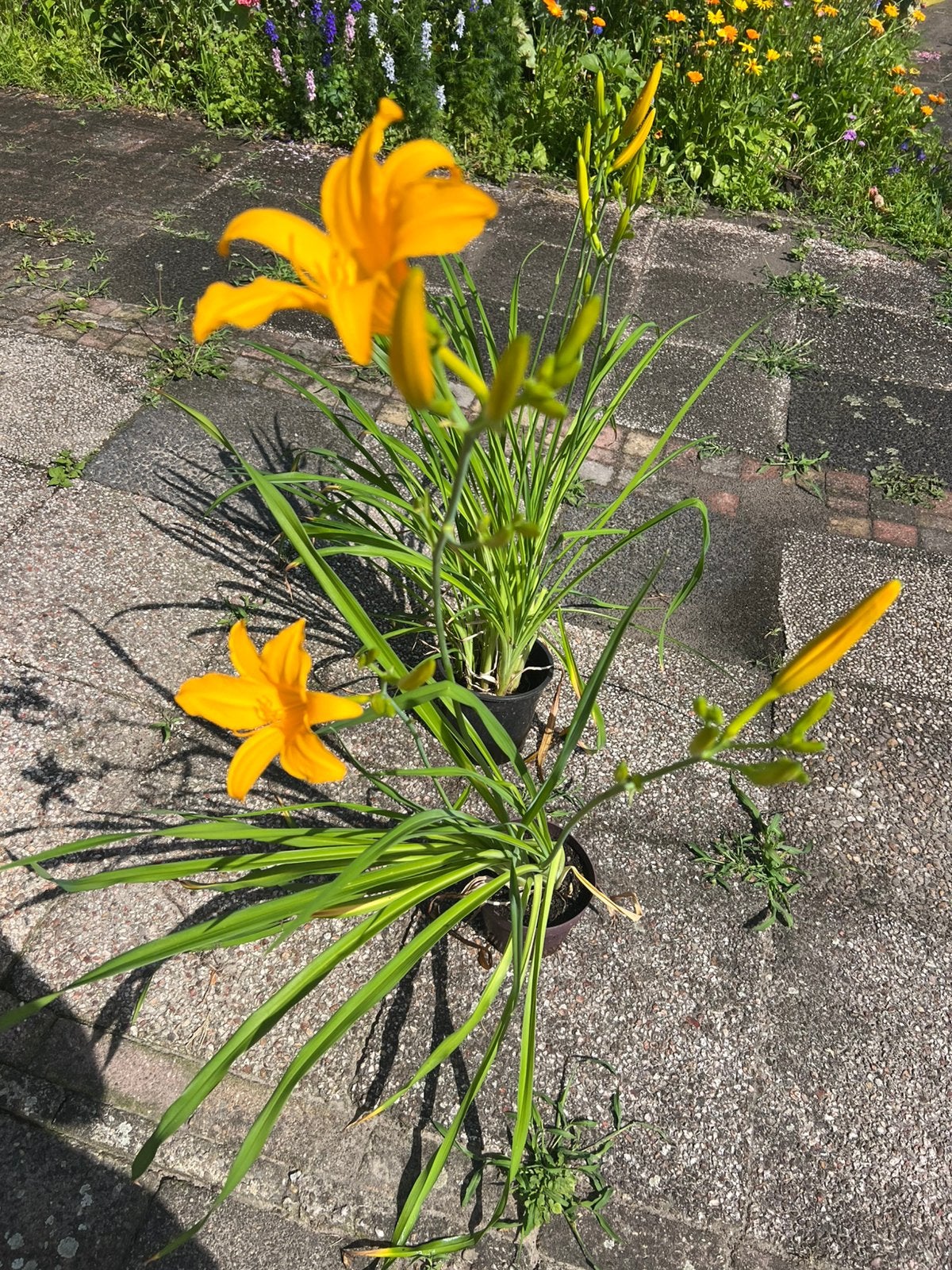 Bio planten, Ophalen, Vaste plant, Volle zon