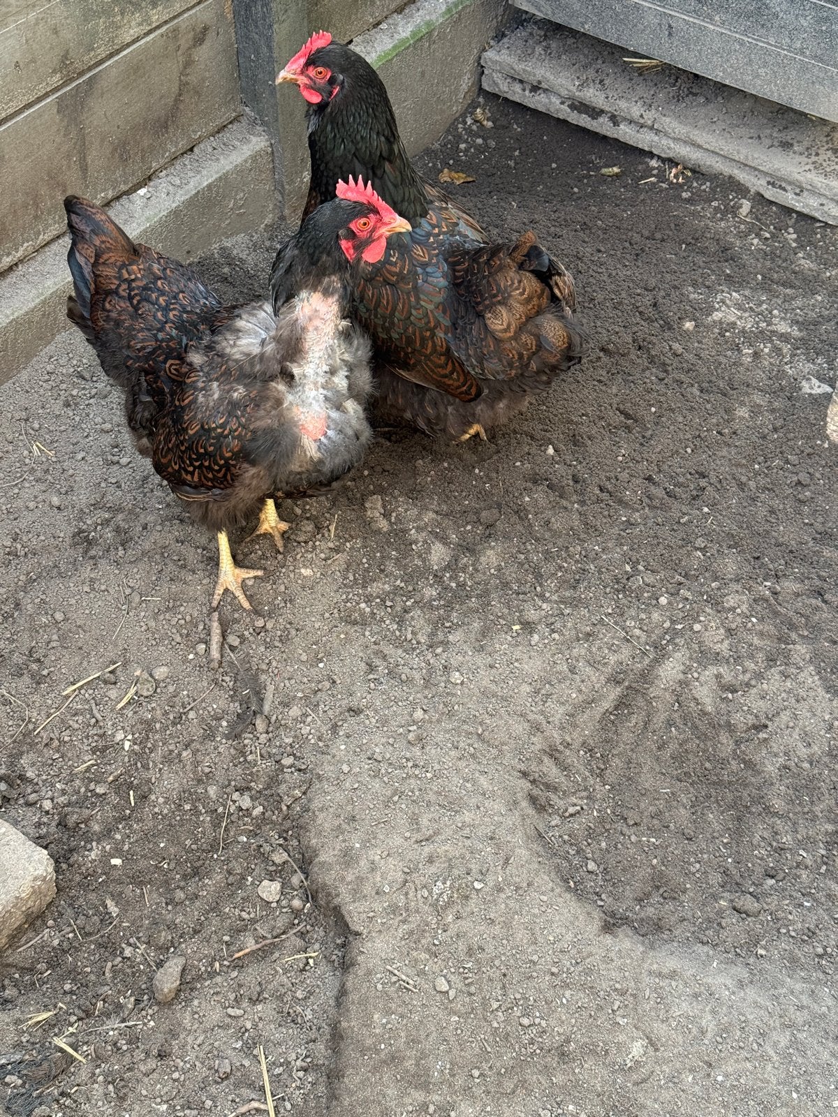 2 legkippen, Dieren en Toebehoren, Vrouwelijk, Kip