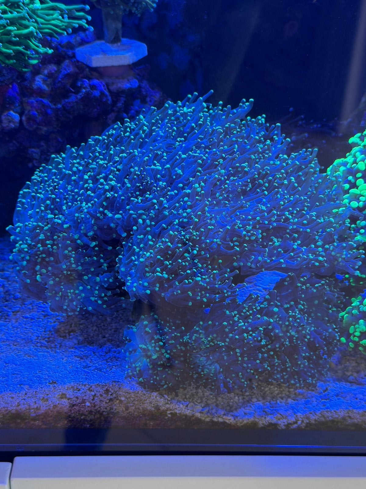 Euphyllia Yaeyamaensis, Overige typen, Zoutwatervis