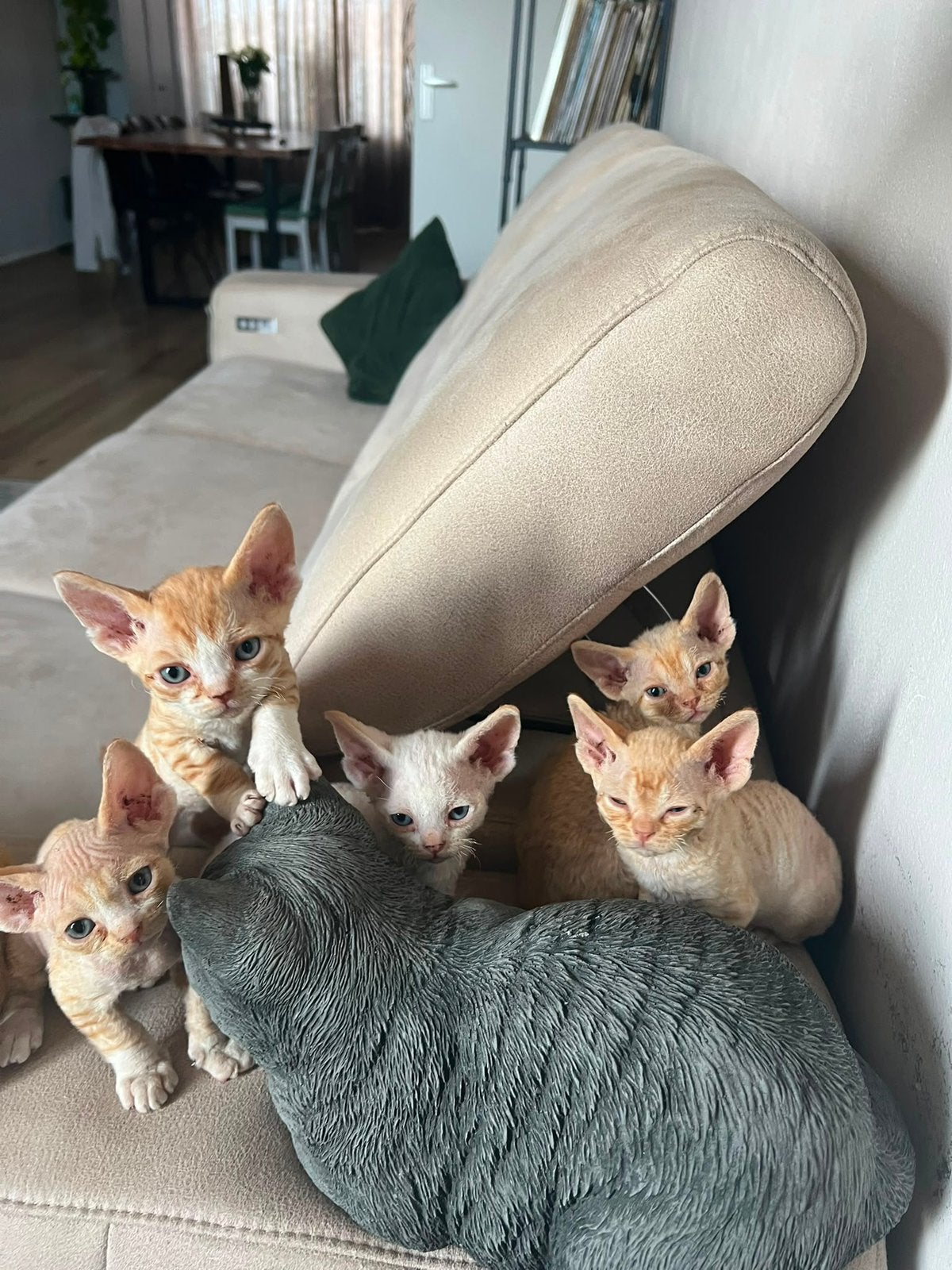 Devon rex kittens (katertjes) met stamboom, Dieren en Toebehoren, Katten en Kittens | Raskatten | Korthaar, Meerdere dieren, 0 tot 2 jaar