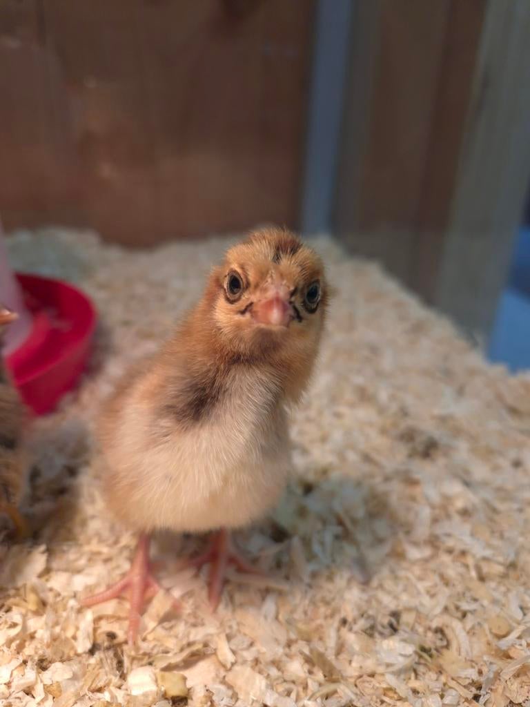 Barnevelder kriel kuikentjes, Geslacht onbekend, Kip