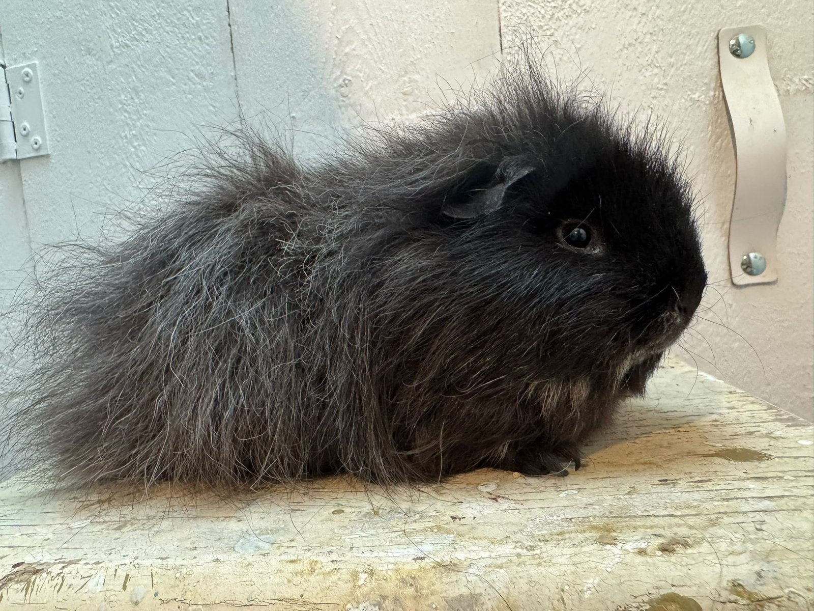 Mooie zwart creme (lilac & magpie drager) beer, Dieren en Toebehoren, December, Mannelijk, Cavia