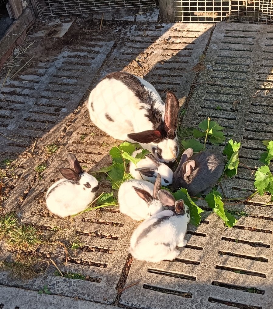 Nest reuze vlinder Lotharinger konijnen, Meerdere dieren, Groot, 0 tot 2 jaar