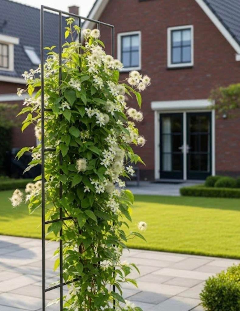 Clematis vitalba klimplant bosrank, Tuin en Terras, Planten | Struiken en Hagen, Ophalen, Overige soorten, Minder dan 100 cm
