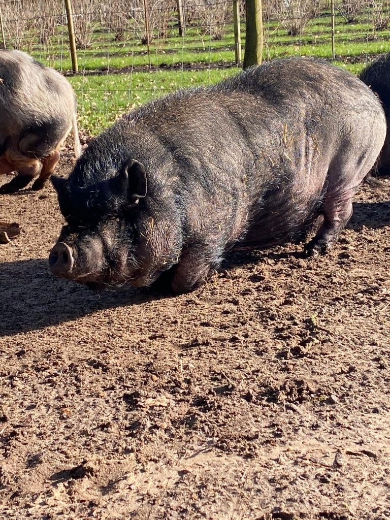 Hangbuikzwijn, Dieren en Toebehoren, Mannelijk, Geit