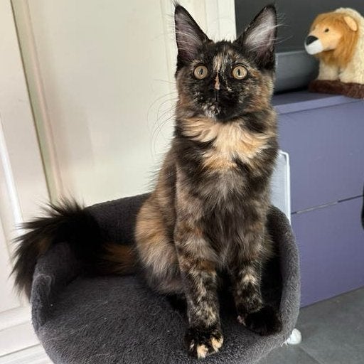 Maine Coon kitten met stamboom (poesje black tortie), Poes, Met stamboom, 0 tot 2 jaar