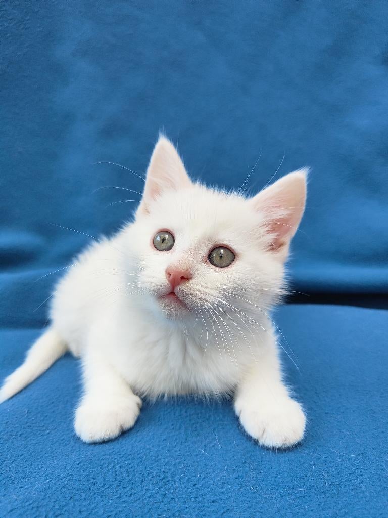 Witte kruising kitten, Dieren en Toebehoren, Katten en Kittens | Overige Katten, Meerdere dieren, 0 tot 2 jaar