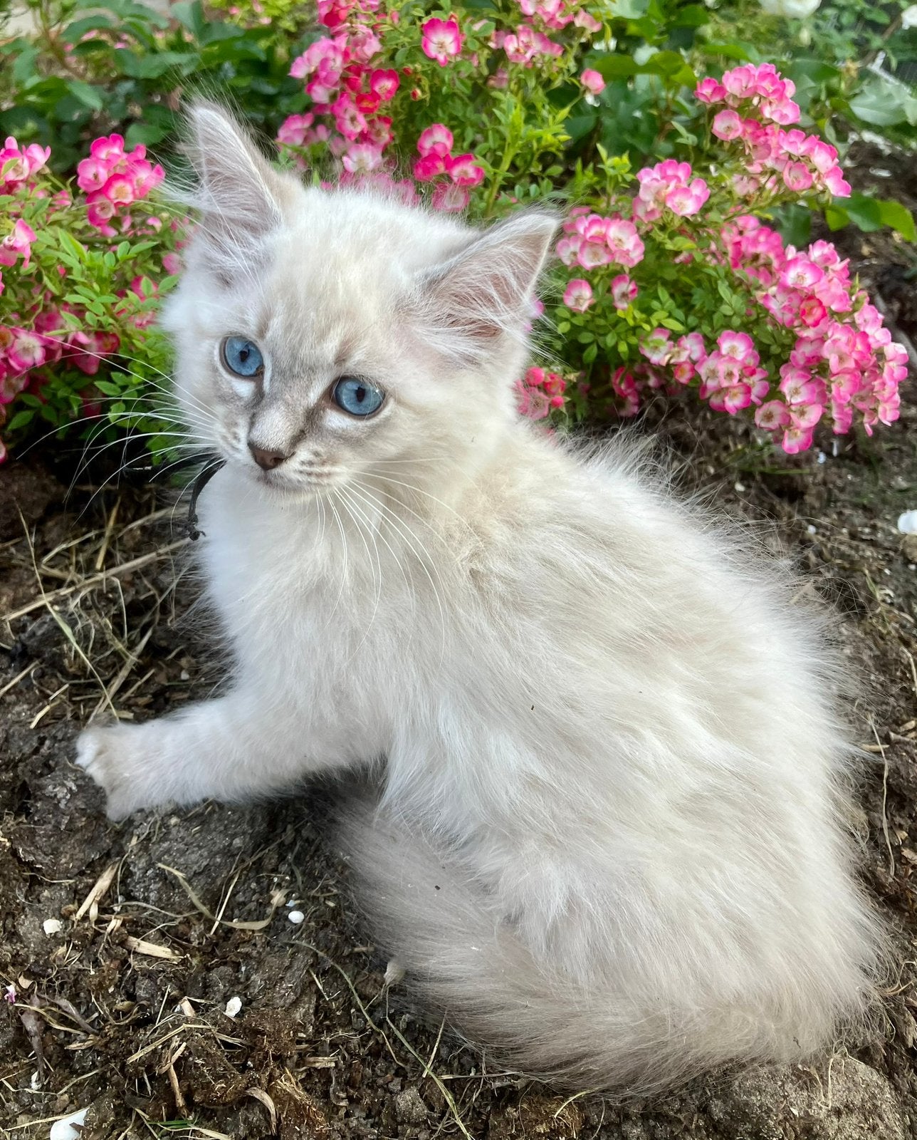 Ragdoll kittens mogen verhuizen, Meerdere dieren, Gechipt, 0 tot 2 jaar