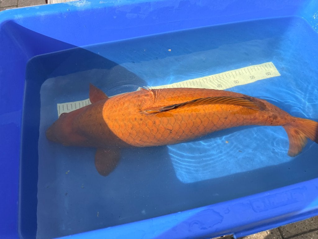 Dikke Chagoi moet weg – ruim 60 cm, Karper of Koi