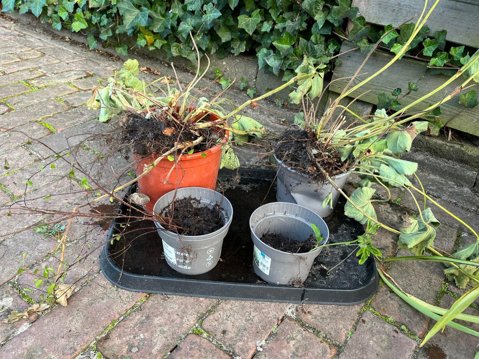 Gratis stekjes vaste tuinplanten, Ophalen, Vaste plant, Overige soorten, Halfschaduw