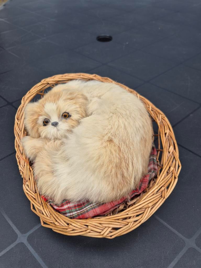 Schattig 'opgezette' puppy in mandje, Ophalen of Verzenden, Zo goed als nieuw, Hond of Kat, Beeldje of Figuurtje