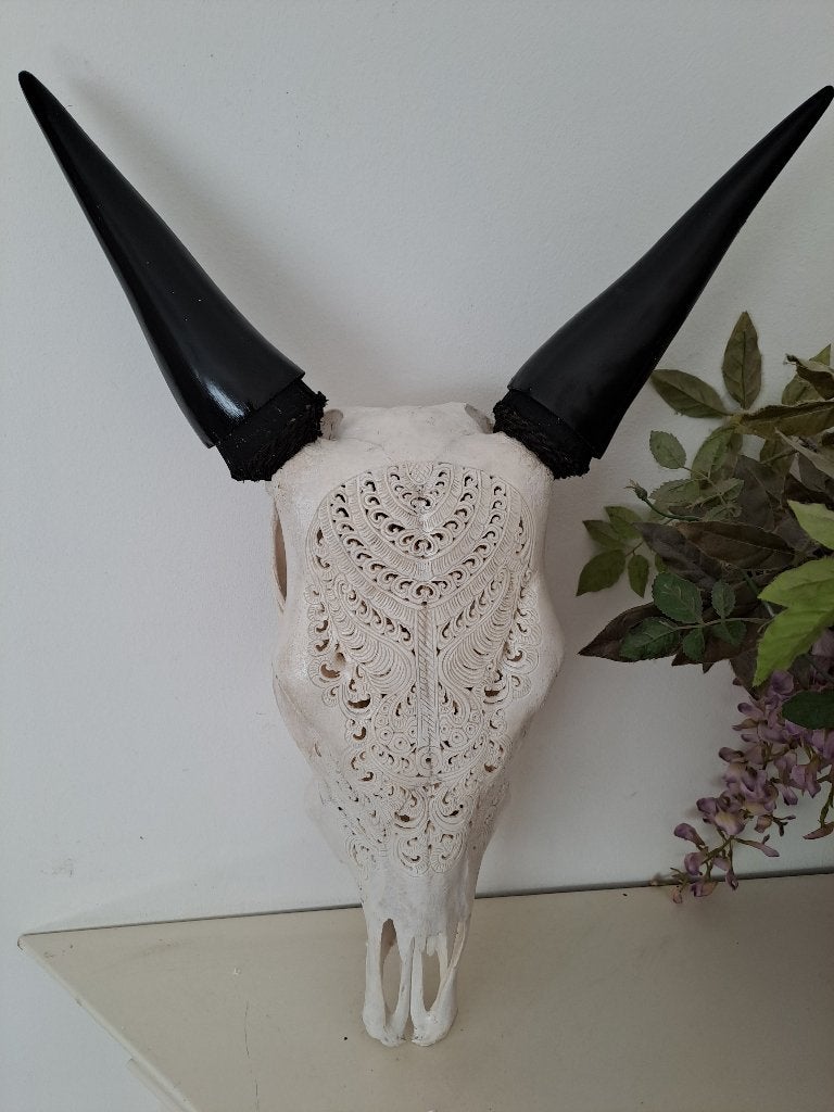 Gesneden schedel, Verzamelen, Ophalen of Verzenden, Nieuw, Overige soorten, Gewei of Kop