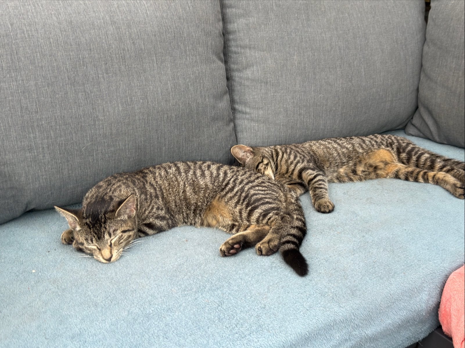 Kittens, Meerdere dieren