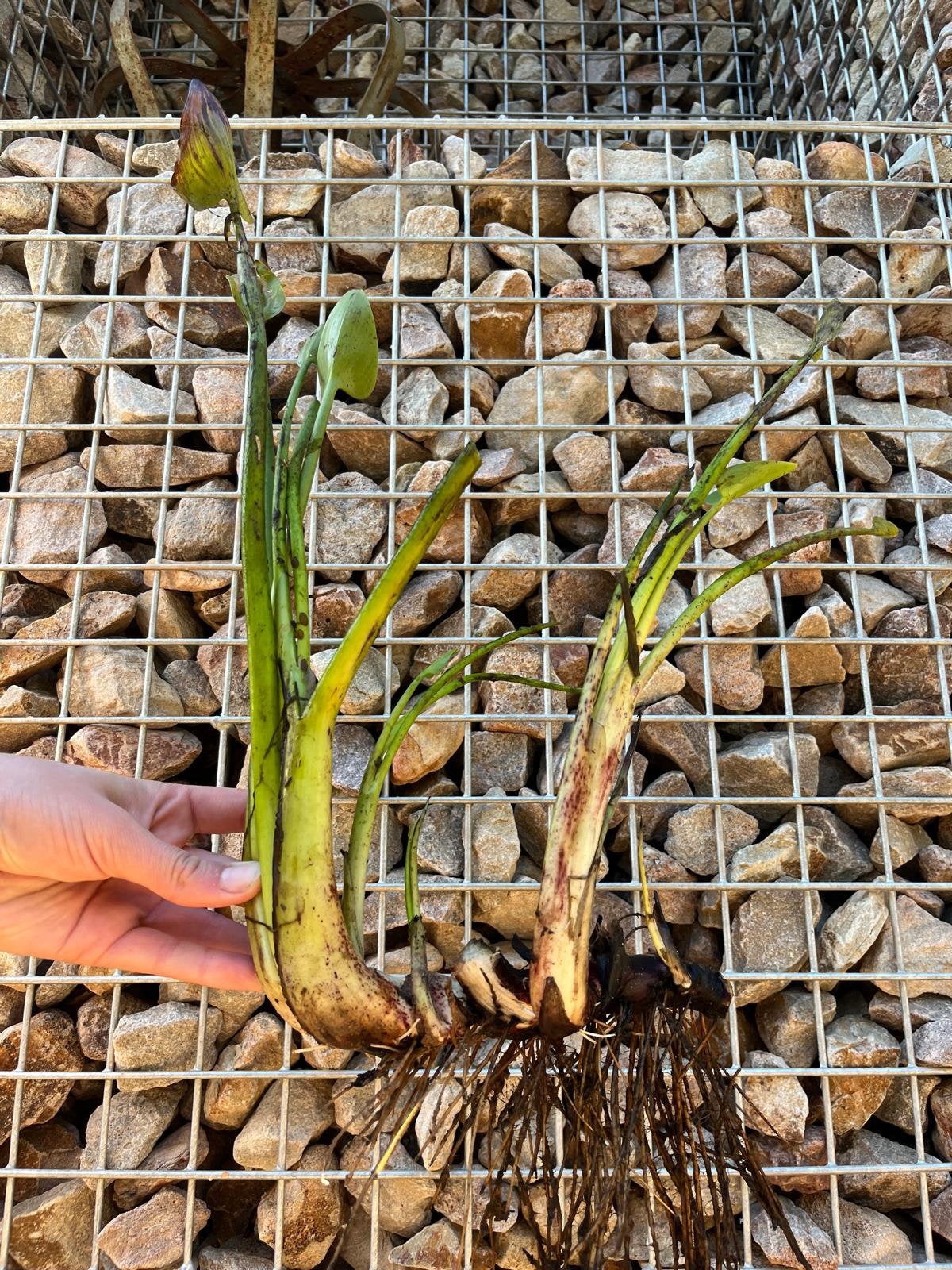 Snoekkruid stekjes, Ophalen, Vijverplanten