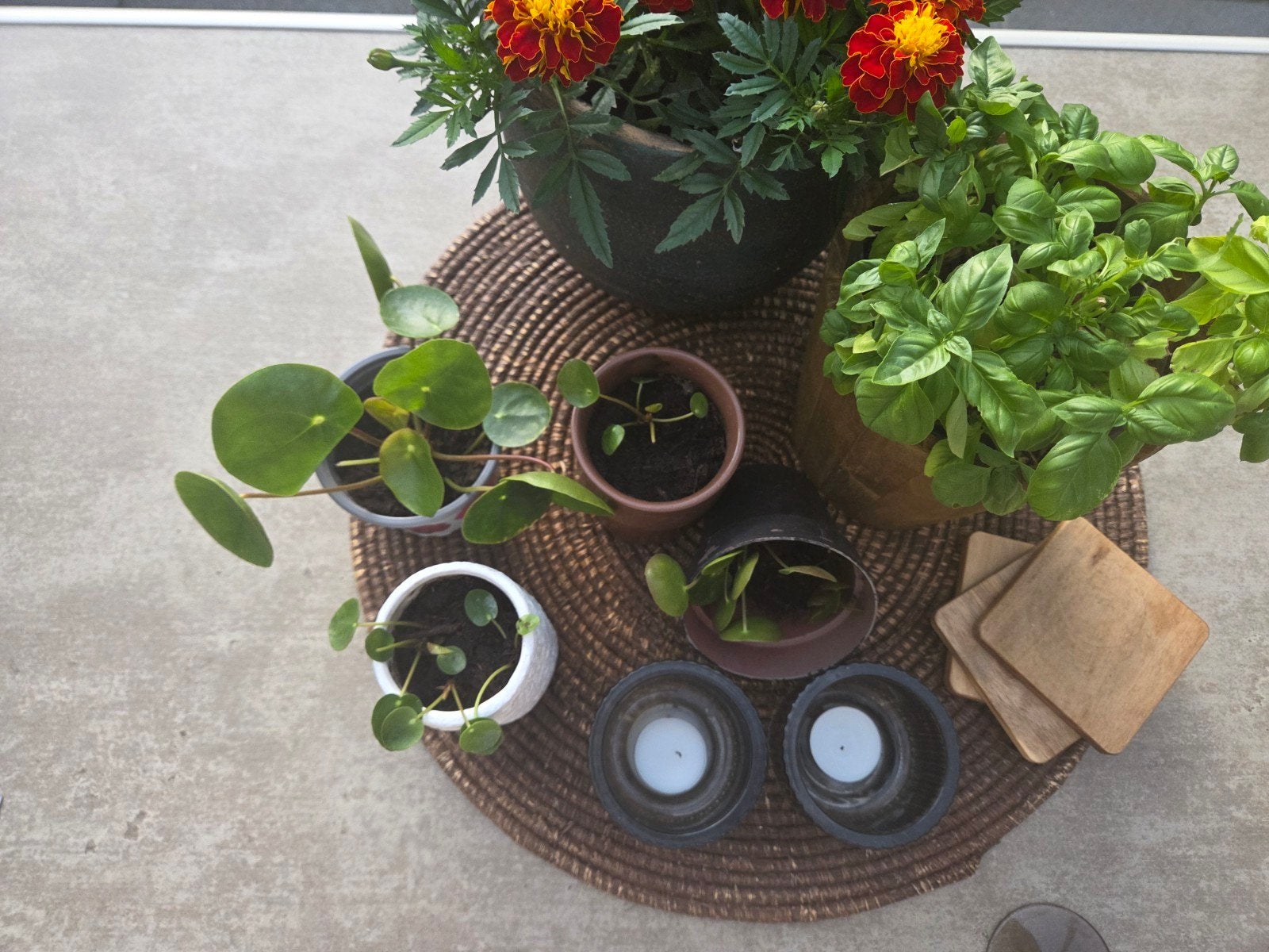 Pannenkoekplantjes te koop of ruilen, Ophalen, Overige soorten, Halfschaduw, In pot