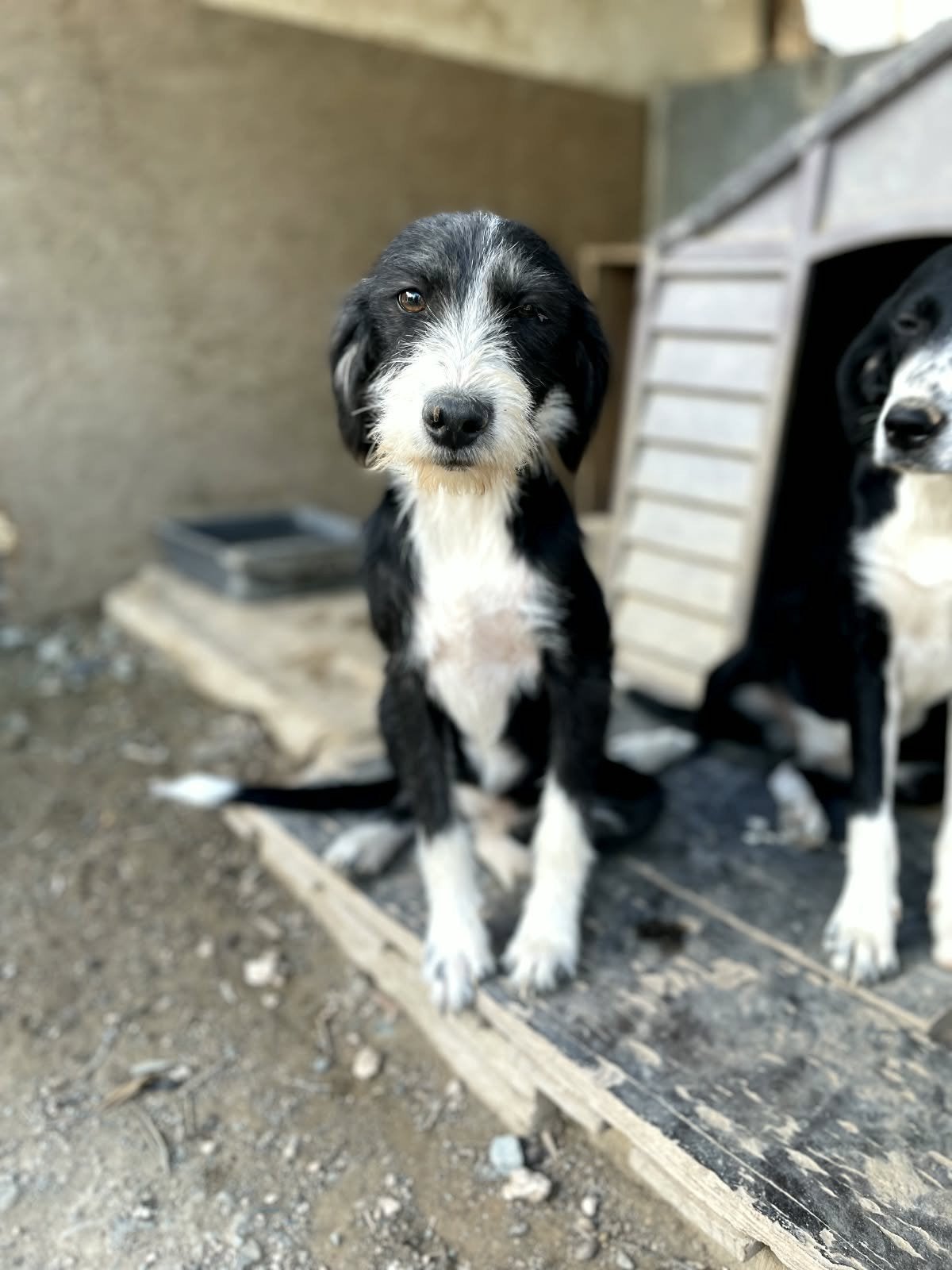 Aphrodite verblijft in Cyprus, 15 weken tot 1 jaar, Handelaar, Buitenland, Teef