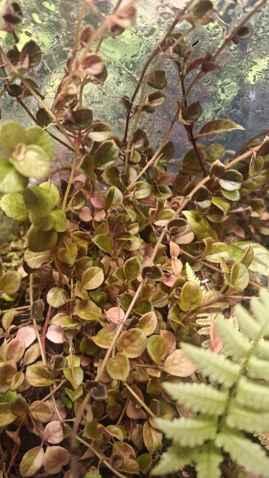 Neomortonia Rosea cuttings, Huis en Inrichting, Overige soorten, Minder dan 100 cm, Bloeiende kamerplant, Halfschaduw