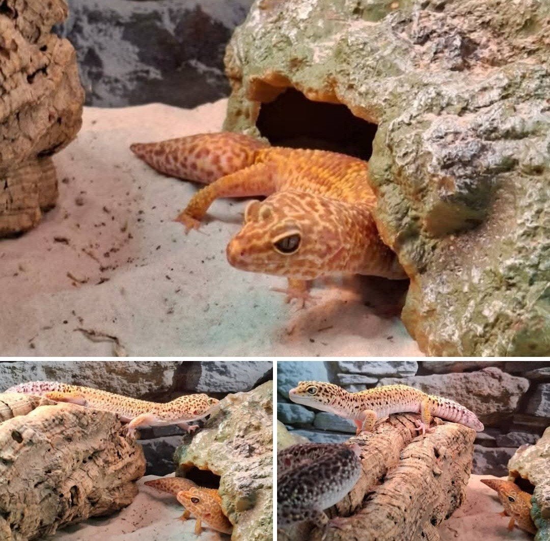 Volwassen luipaard gekko's