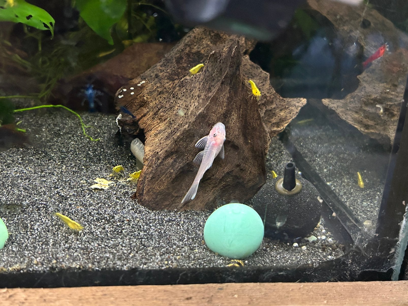 Ancistrus snowwhite korte vin, Dieren en Toebehoren, Vissen | Aquariumvissen, Vis