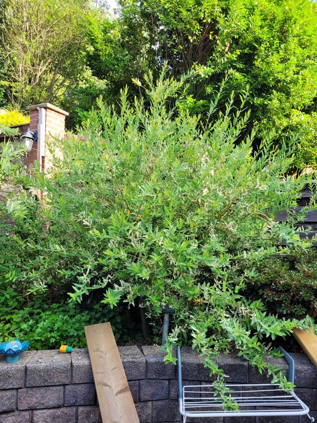 Grote Salix boom (Wilg) voor uw tuin, Tuin en Terras, Planten | Bomen, Overige soorten, Lente, 250 tot 400 cm, Ophalen